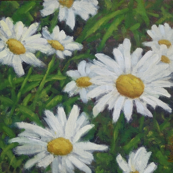 Daisies